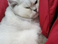 -佳怡动物医院·平价24小时·猫专科骨外科