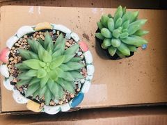 -秦美花卉(天朗·莱茵小城2期店)