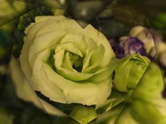 -静岸花卉园艺(三星坊店)