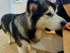-李小姐の猫咖啡馆(五角场店)