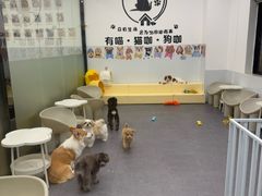 -有喵·猫咖·狗咖·30几只猫10只小狗(岗厦店)