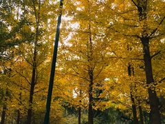 景点-沈阳南湖公园