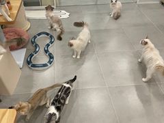 -有喵·猫咖·狗咖·30几只猫10只小狗(岗厦店)