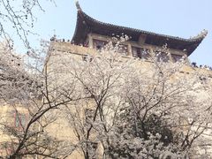 -武汉大学-樱园
