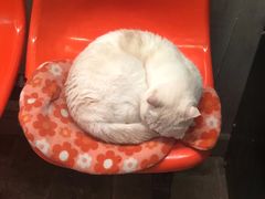 -猫咪博物馆(顶澳仔猫街店)