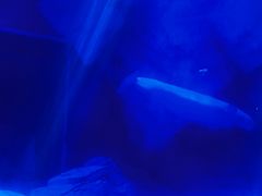 -上海海昌海洋公园-冰山北极馆