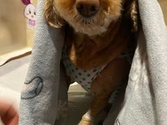 -宠爱国际动物医院· 猫科· 外科·中兽医(长白店)