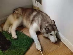 -Husky Go! 哈士奇体验馆·宠物咖啡厅狗咖