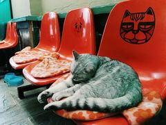 -猫咪博物馆(顶澳仔猫街店)