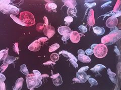 -大连老虎滩海洋公园