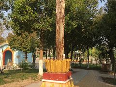 -瑞丽独树成林风景区