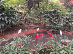 -广州长隆飞鸟乐园