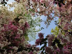 -深圳国际园林花卉博览园