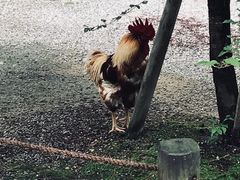 -热田神宫