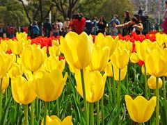 -大宁郁金香公园-停车场