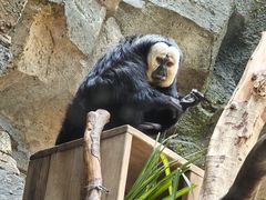 -ZOO COFFEE动物园咖啡(红山森林动物园店)
