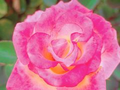 -亚龙湾国际玫瑰谷