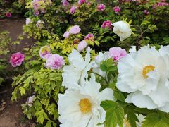 -洛阳市隋唐城遗址植物园