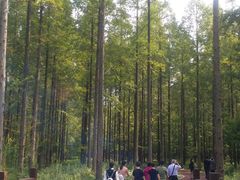 -黄海国家森林公园