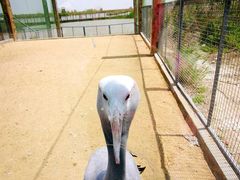 -盐城丹顶鹤湿地生态旅游区