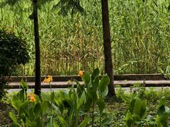 -合肥滨湖国家森林公园