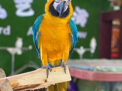 -西双版纳原始森林公园