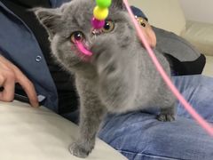 -lincat·猫舍(广州店)