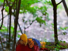 -黔灵山公园