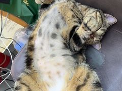 -萌兽医馆·眼科·异宠专科(三里屯店)