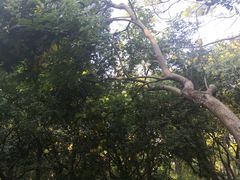 -燕晗山郊野公园