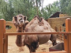 -辛玛王国游乐园