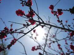 -石家庄市植物园
