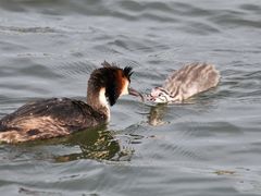 -野鸭湖国家湿地公园