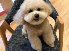 -Pets First伊珊娜洗护·精致美容·家庭式寄养(新会路店)
