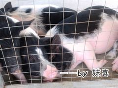 -田园寨农园观光园