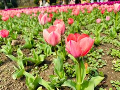 -上海鲜花港
