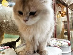 -Honey Bacca 哈尼芭卡高端萌宠(朝阳大悦城店)