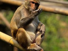 -西双版纳原始森林公园