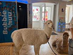 -Blue Concept Cafe&Farm·關於藍