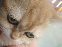 -Honey Bacca 哈尼芭卡高端萌宠(朝阳大悦城店)