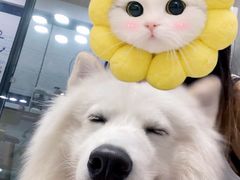 -酷豆宠物咖啡·宠物美食·撸猫馆