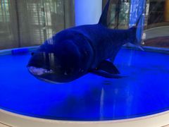 -解家河南菜(商鼎路店)