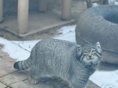 -青藏高原野生动物园