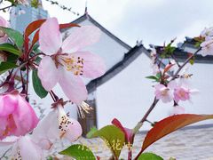 -青果巷历史文化街区