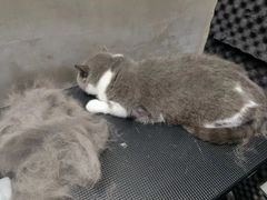 -PETKIT小佩宠物·低压洗护(国顺东路店)