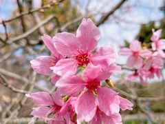 -天适樱花悠乐园