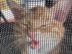 -瑞派福兴宠物医院犬猫全科·骨科·中西医结合(河东店)