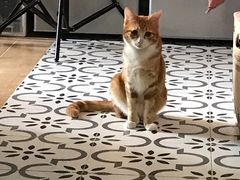 -创凡宠物医院·骨专科  猫科中心(西乡分院)