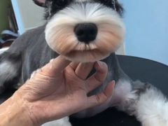 -圣宠宠物(平吉花卉市场店)