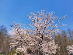-顾村公园